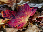 28th Oct 2022 - red maple leaf