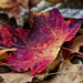red maple leaf by rminer