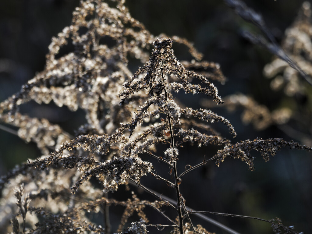 Spooky goldenrod by rminer