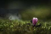 28th Oct 2022 - Small Flower on Moss