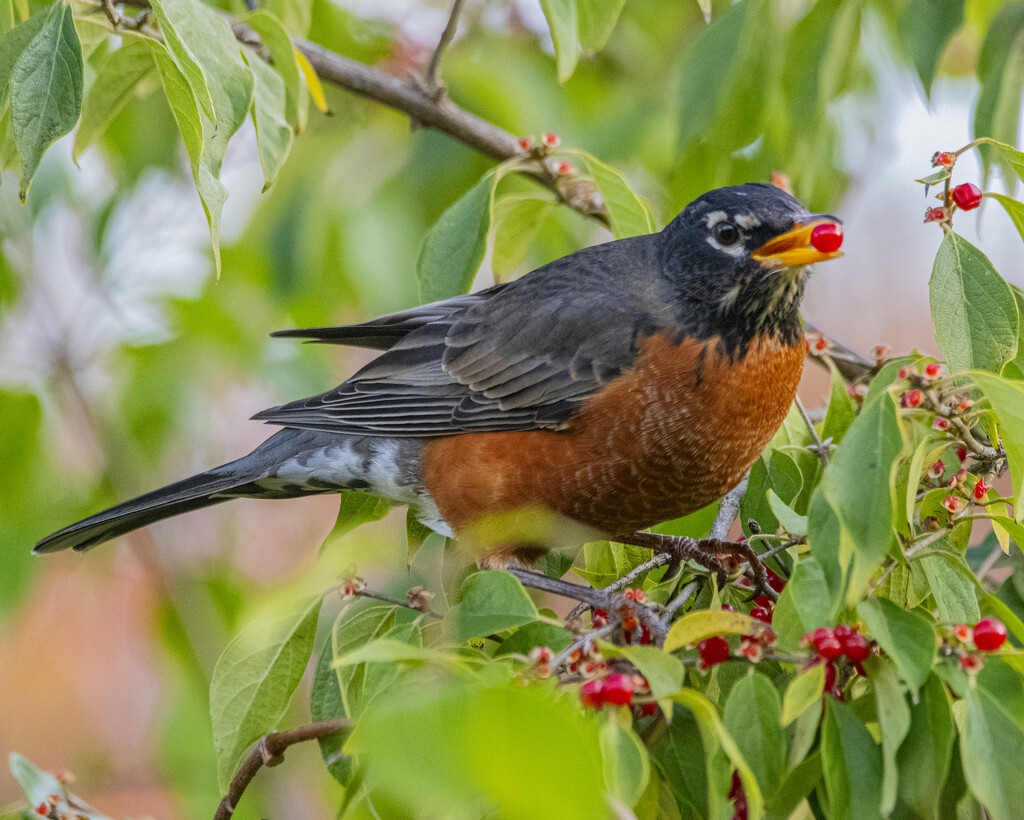 Hungry Robin by cwbill