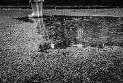 28th Oct 2022 - Puddle Jumping