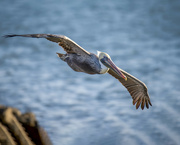 28th Oct 2022 - Brown Pelican fly by