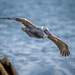 Brown Pelican fly by by nicoleweg
