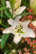 29th Oct 2022 - Lily