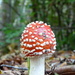 Fly Agaric Mushroom by g3xbm