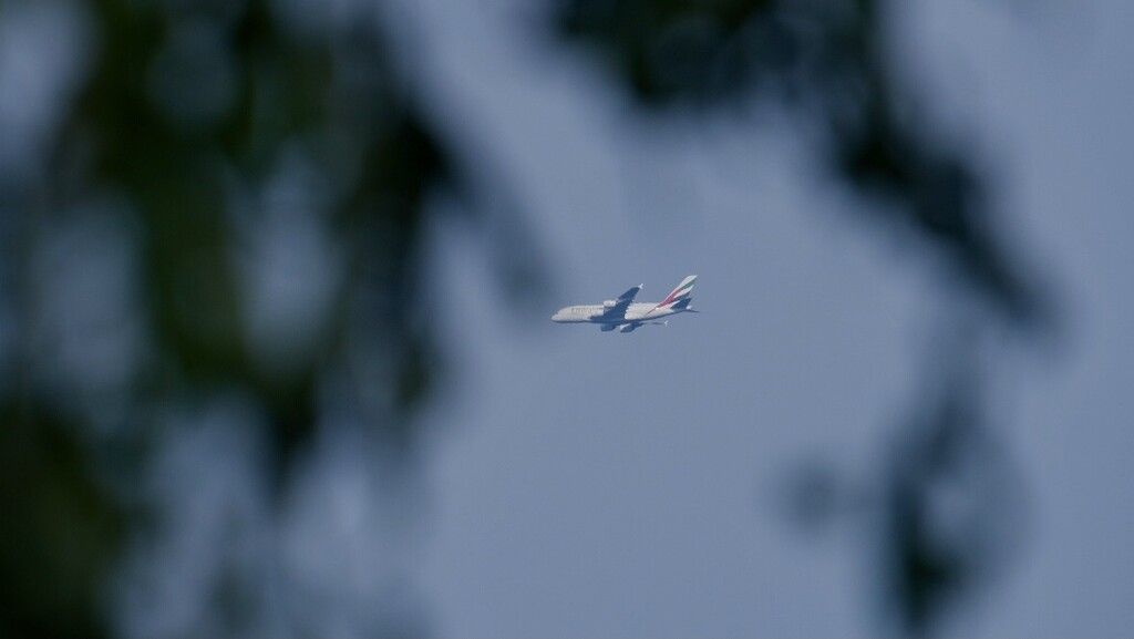Airbus through the trees by robboconnor
