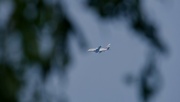 29th Oct 2022 - Airbus through the trees