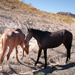 Utah's wild horses by dawnbjohnson2