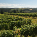 Raptor Ridge Winery by swchappell