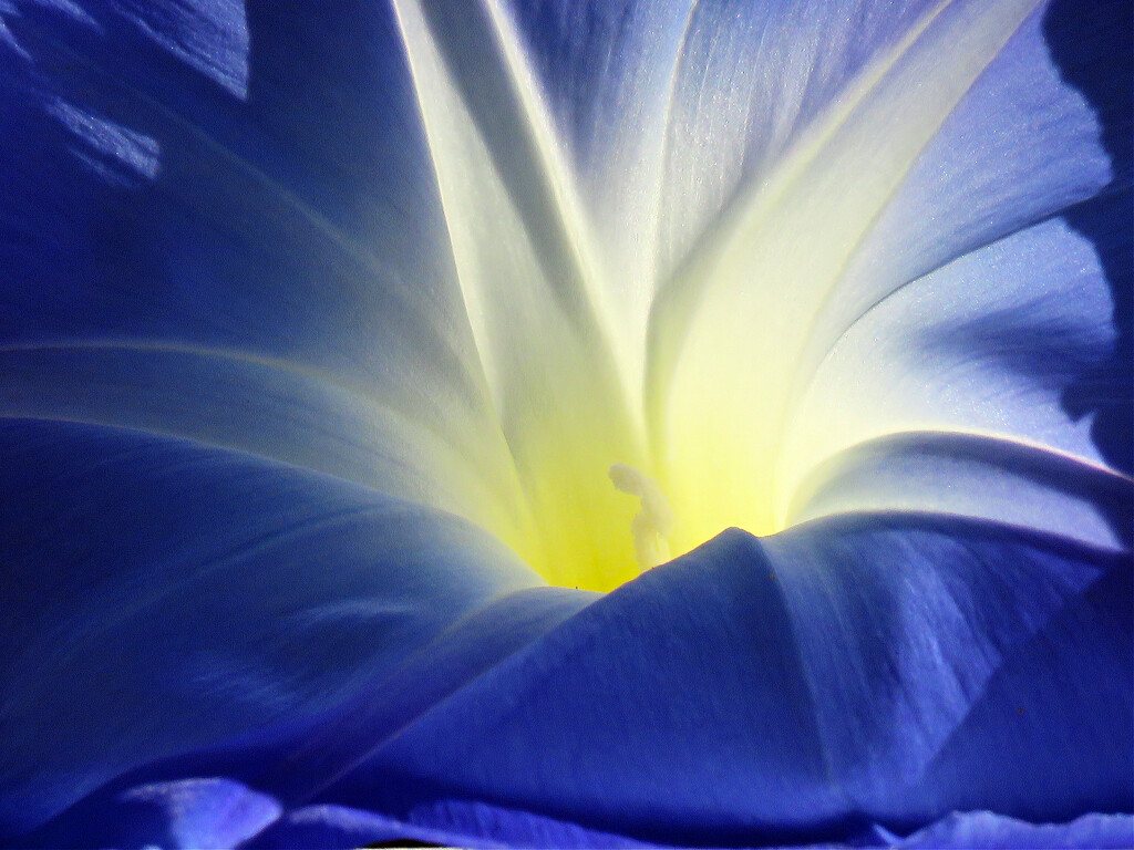 Blue Morning Glory  by seattlite