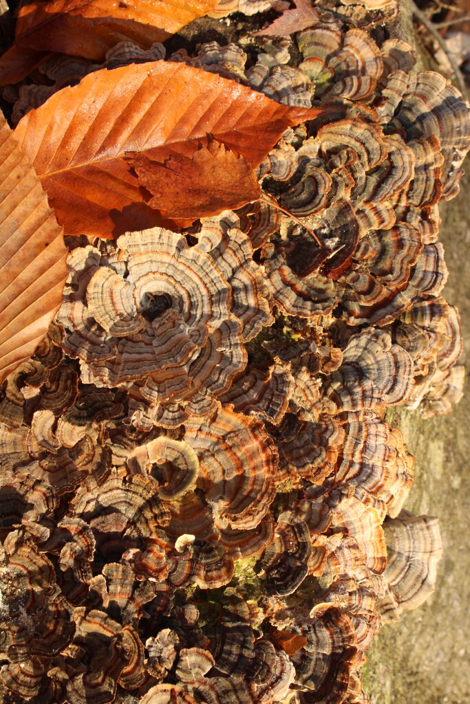 Turkey Tail by mltrotter