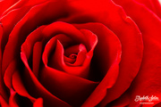 29th Oct 2022 - A red rose