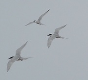 30th Oct 2022 - Capisian terns in flight