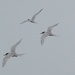 Capisian terns in flight by Dawn