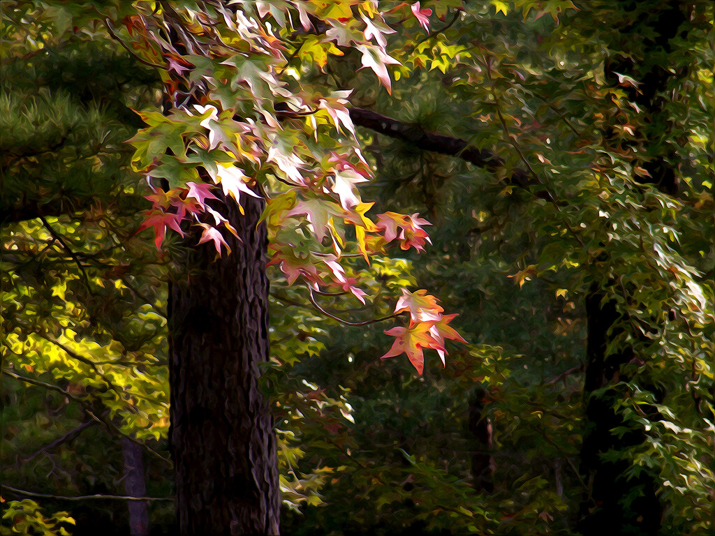 Painterly sweetgum leaves and tree... by marlboromaam