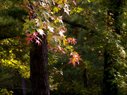 30th Oct 2022 - Painterly sweetgum leaves and tree...