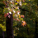 Painterly sweetgum leaves and tree... by marlboromaam