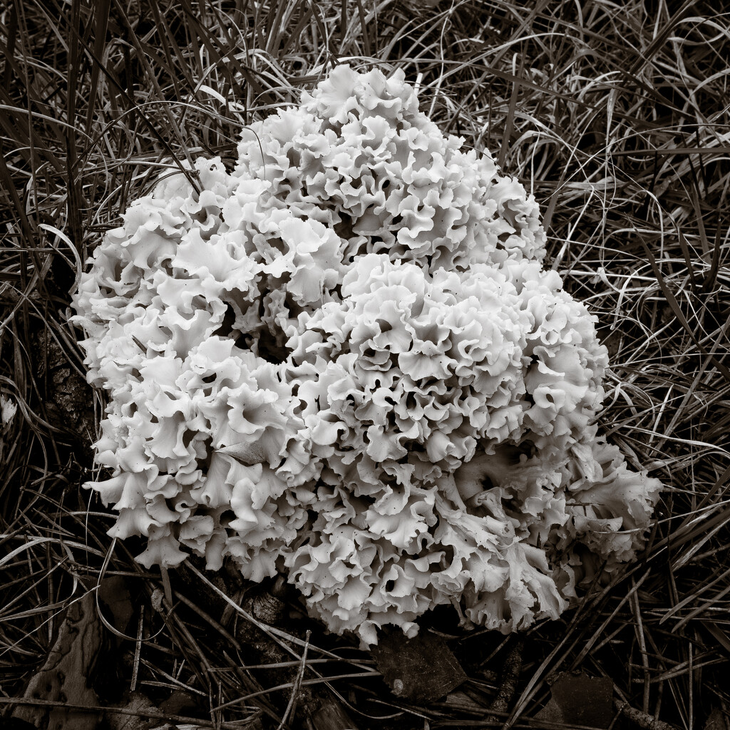 Flower Fungus by vignouse
