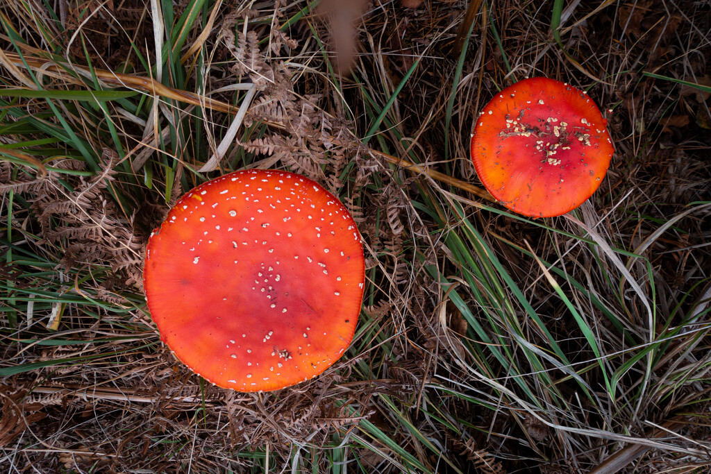 Two Fly Agarics! by vignouse