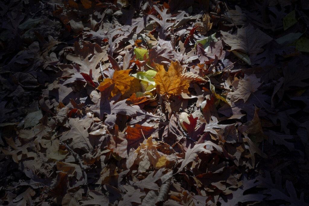 leaves on a forest floor by rminer
