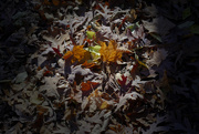 29th Oct 2022 - leaves on a forest floor