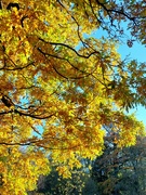 24th Oct 2022 - Autumn colour at Threave Gardens 