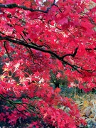 25th Oct 2022 - Autumn colour at Threave Gardens 