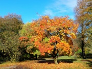 27th Oct 2022 - Autumn colour at Threave Gardens 