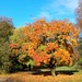 Autumn colour at Threave Gardens  by samcat