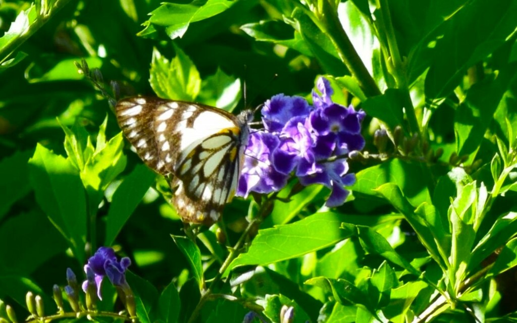 Caper White Butterfly ~   by happysnaps