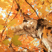 Birch Amongst the Maples by juliedduncan