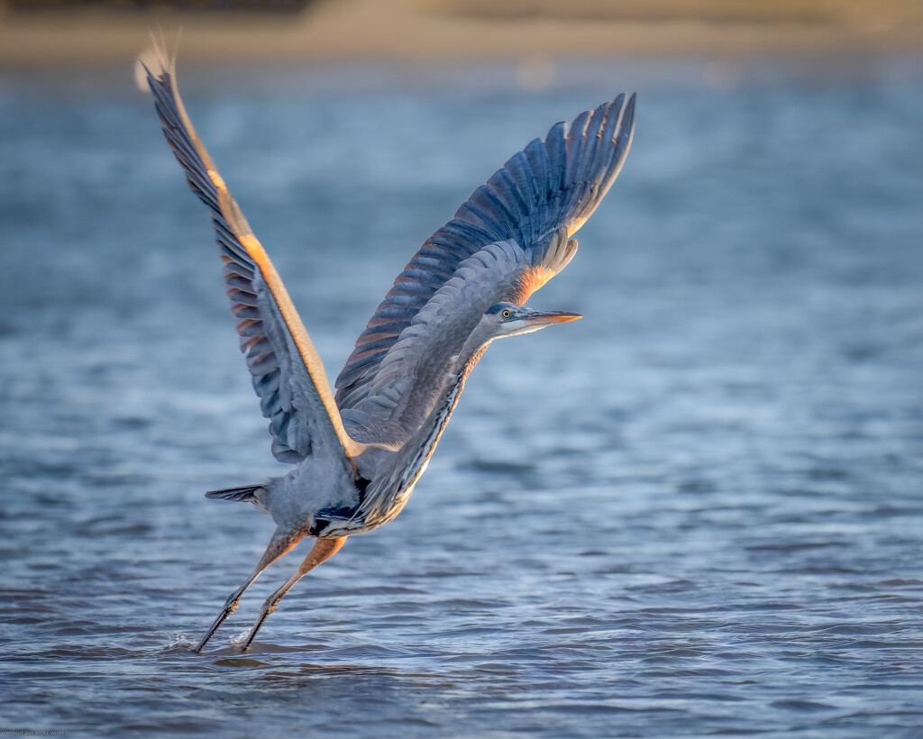Great Blue Heron Takeoff by nicoleweg
