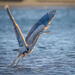 Great Blue Heron Takeoff by nicoleweg