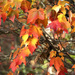 Autumn Colors by epcello