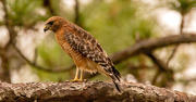 29th Oct 2022 - Red Shouldered Hawk!