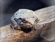27th Oct 2022 - Mountain Chorus Frog a. k. a. Sticky