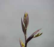 28th Oct 2022 - The simple beauty of a flax flower