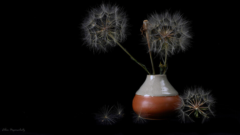 Silver Dandelions in color  by theredcamera
