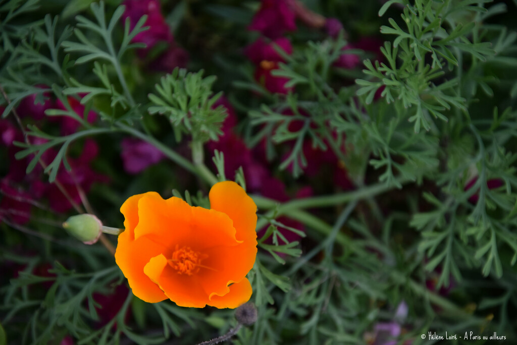 California poppy by parisouailleurs