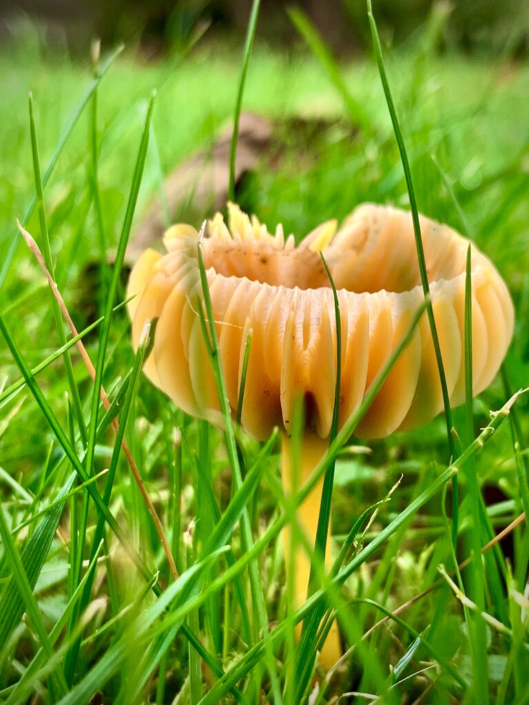 Yellow Waxcap by philm666