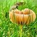 Yellow Waxcap by philm666