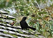 29th Oct 2022 - At last - a blackbird in my garden