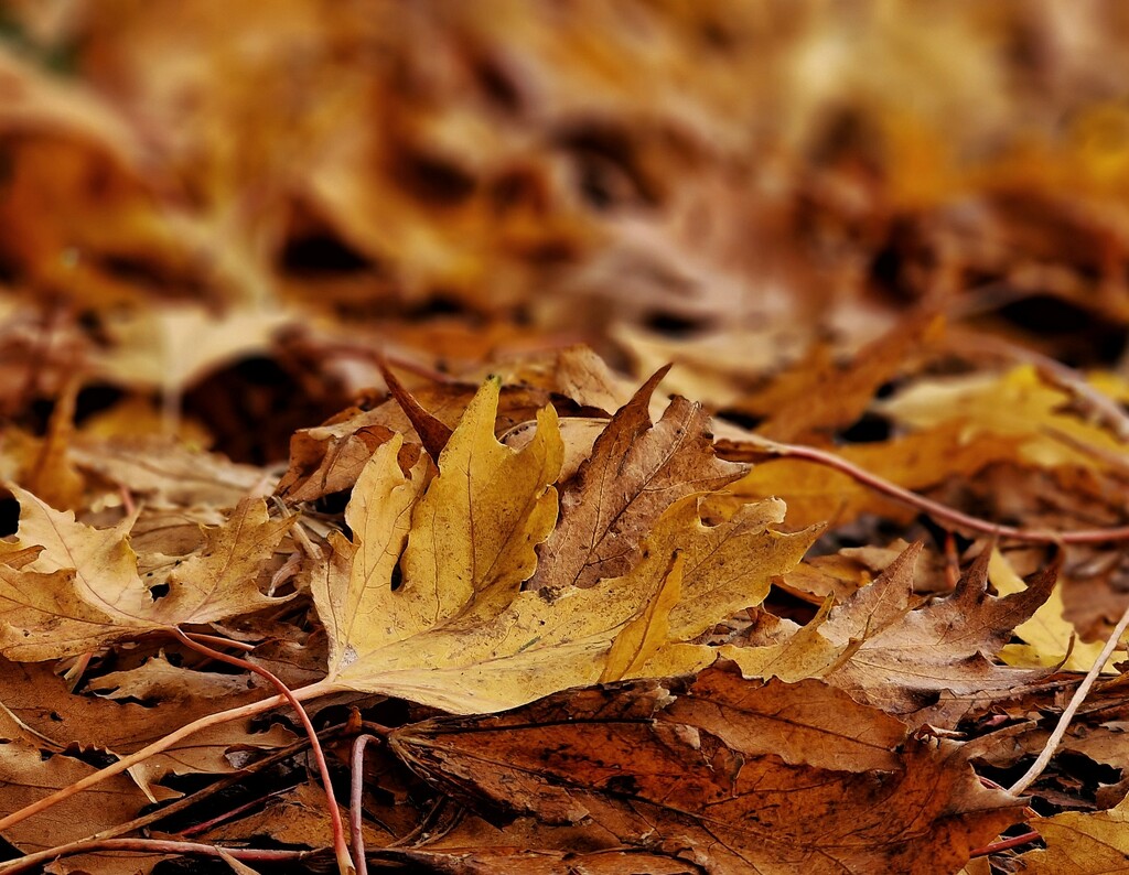 leaf litter by christophercox