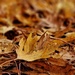 leaf litter by christophercox