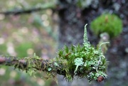 30th Oct 2022 - Lichen and moss