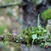 Lichen and moss by okvalle