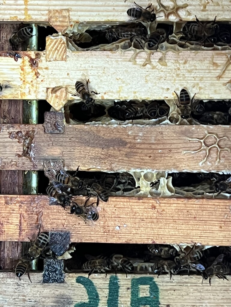 Bees by mattjcuk