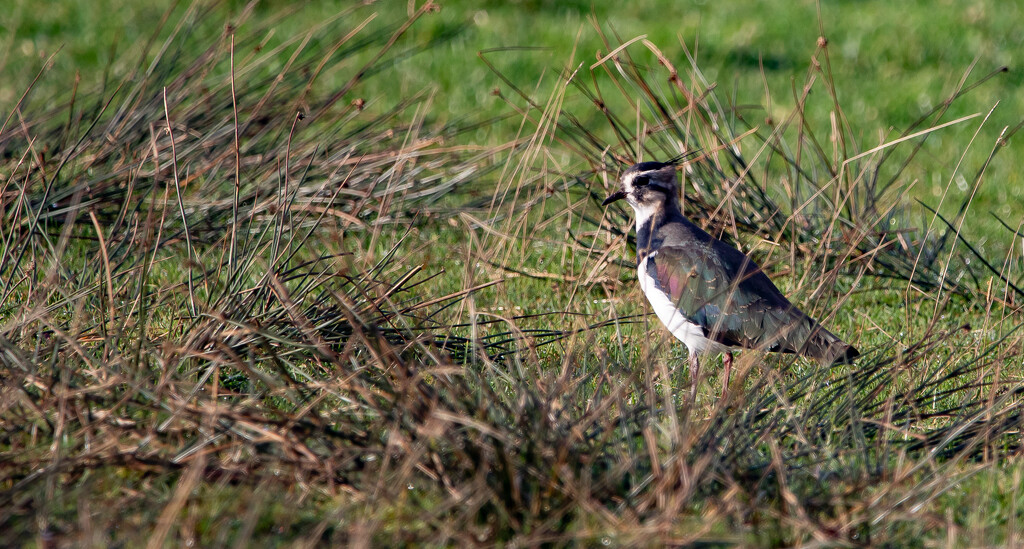 Lapwing by lifeat60degrees