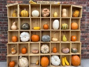 30th Oct 2022 - Pumpkin Collection